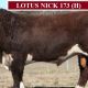 Go to Lotus Herefords BULL SALE