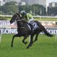 Montjeu influence in four Sydney Group One winners