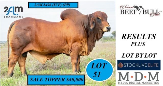 Clermont Beef Bull Sale 2024