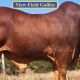 Go to View Field Droughtmasters