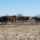 Go to WANTED: 400 REGISTERED GREY BRAHMAN HEIFERS