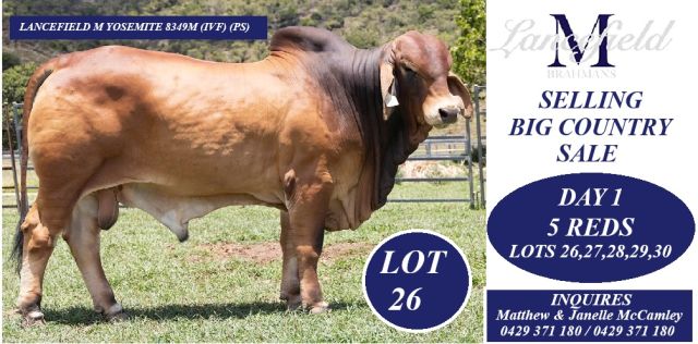 Lancefield M Brahmans Big Country 2026