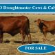 120 VGO Droughtmaster Cows & Calves.
