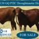 Go to 100 – 150 GQ PTIC Droughtmaster Heifers