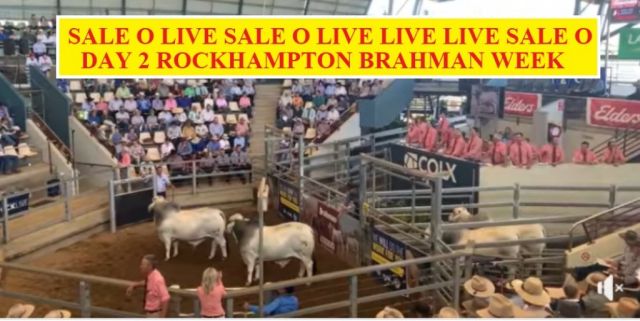 SALE O SALE O DAY TWO (RBW)