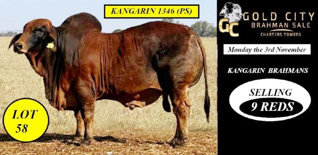 Kangarin Brahmans Bulls Gold City 2025