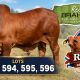 Riuna Red Brahmans Stud RBWS 2026
