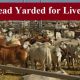 Go to Brahmans in strong Demand