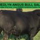 Go to MEDLYN ANGUS BULL SALE 2023