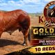 Kangarin Brahmans Bulls Gold City 2026