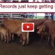 Cattle Records just keep getting broken