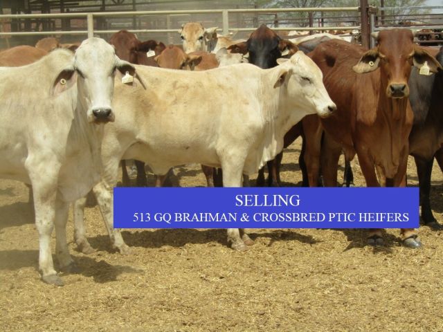 513 GQ BRAHMAN & CROSSBRED PTIC HEIFERS