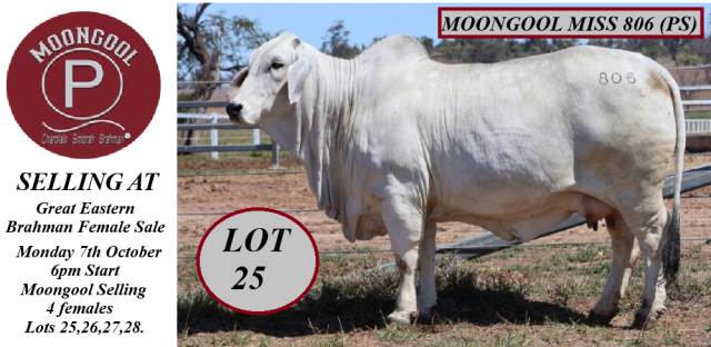 Moongool Brahmans Rocky Female Sale