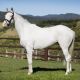 Go to A white horse makes Queensland breeding history