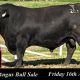 Booroomooka Angus Bull Sale 2024