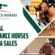 Go to Performance Horses Australia Sales Auction