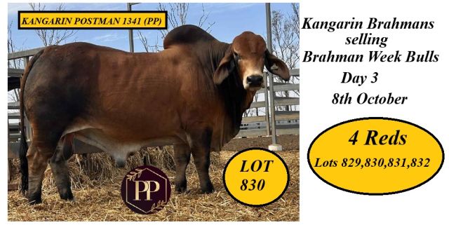 Kangarin Brahmans Brahman Week 2025
