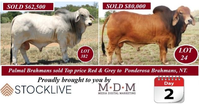 BIG COUNTRY SALE 2025 LIVE