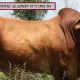 Go to Minlacowie  Droughtmasters (FEB ALL BREEDS 2024)