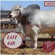Moongool Brahman Week Bulls 2025