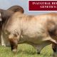 MALABAR REDS BEEF AUSTRALIA GENETICS SALE