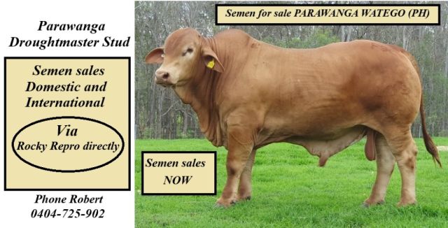 Semen available  Parawanga Watego (PH)