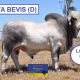 Viva Brahmans