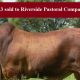 Go to Almafi Droughtmasters Sale Bulls