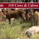 Go to For Sale 310 Cows and Calves