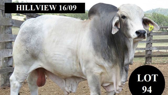 HILLVIEW BRAHMANS (FEB ALL BREEDS SALE BULLS)