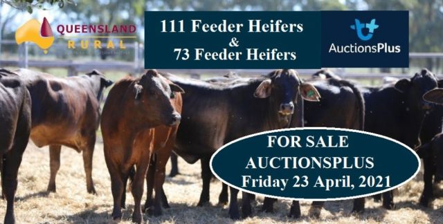 111 Feeder Heifers & 73 Feeder Heifers FOR SALE