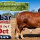 Malabar Red Brahmans RBWS 2026