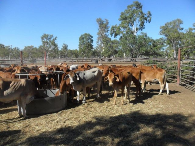3 DECKS SOFT BRAHMAN & DROUGHTMASTER NO. 4 HEIFERS