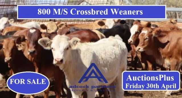 800 M/S Crossbred Weaners