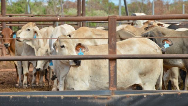 Indonesian cattle quota announced for start of 2016