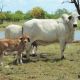 Go to Mooramin Grey Brahman Stud SOLD SOLD SOLD