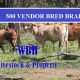 Go to FOR SALE  500 VENDOR BRED BRAHMAN COWS