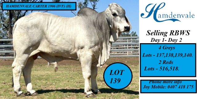Hamdenvale Brahmans for Rocky 2025