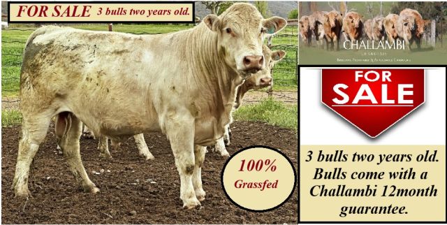 FOR SALE 3 Charolais Bulls two years old.