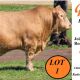 Go to Glenlea Beef  Charolais Bull Sale Roma