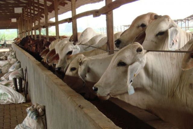 Indonesia policy U-turn on cattle