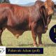 Palmvale selling for the first time