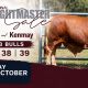 Parawanga Droughtmaster Stud