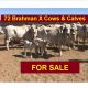 72 Brahman X Cows & Calves