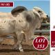 MOONGOOL BRAHMANS BIG COUNTRY 2025