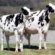 China ‘cloning factory’ to produce cattle, racehorses and pets