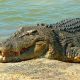 Go to New Plan to float Territory crocodile trade