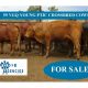 Go to 59 VGQ YOUNG PTIC CROSSBRED COWS (FOR SALE)