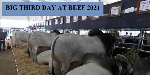 BIG DAY THREE AT BEEF 2021