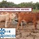 Go to 60 GQ CROSSBRED PTIC HEIFERS